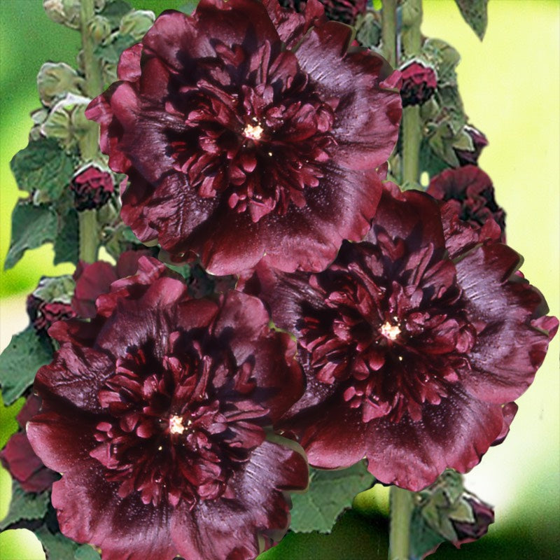 Hollyhock Maroon - Gardening Plants And Flowers