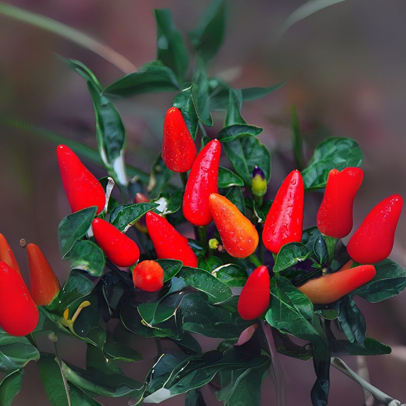 Hot Red Chili Peppers - Gardening Plants And Flowers