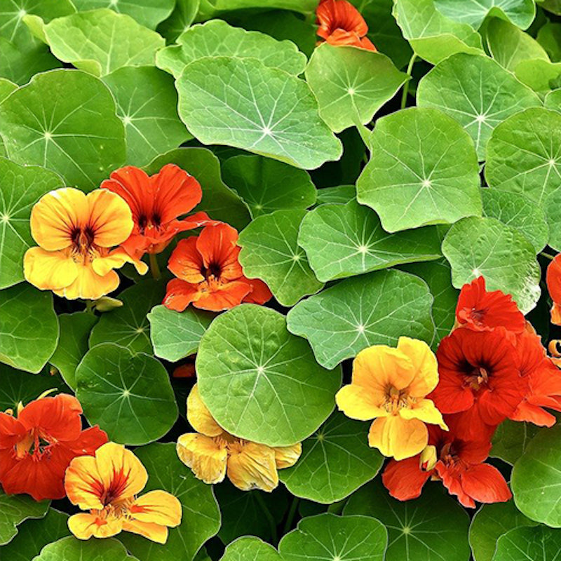 nasturtium seeds - Gardening Plants And Flowers