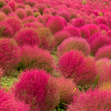Load image into Gallery viewer,  Kochia - Gardening Plants And Flowers