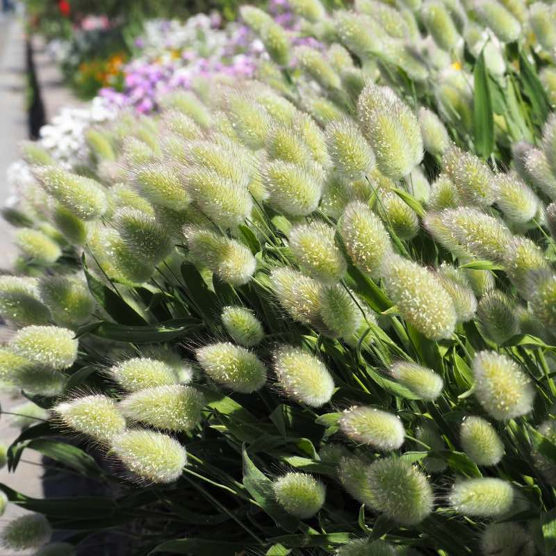 Bouquet of green and white Lagurus Ovatus with blurred background.