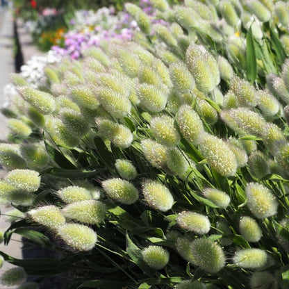 Bouquet of green and white Lagurus Ovatus with blurred background.
