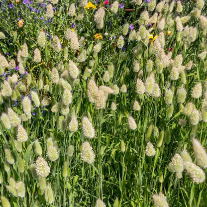 Field of lagurus grass with white flowers and colorful wildflowers.