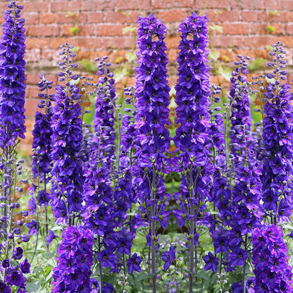 Larkspur Blue Spire - Gardening Plants And Flowers