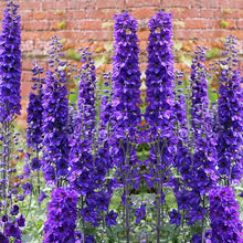 Load image into Gallery viewer, Larkspur Blue Spire - Gardening Plants And Flowers
