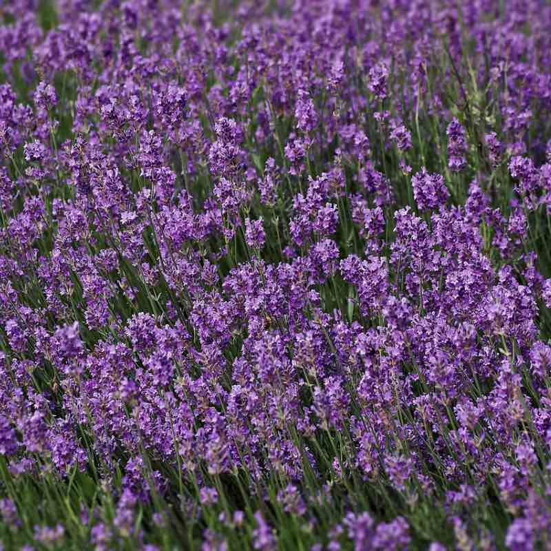 Field of purple lavender flowers