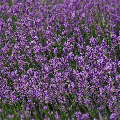 Field of purple lavender flowers