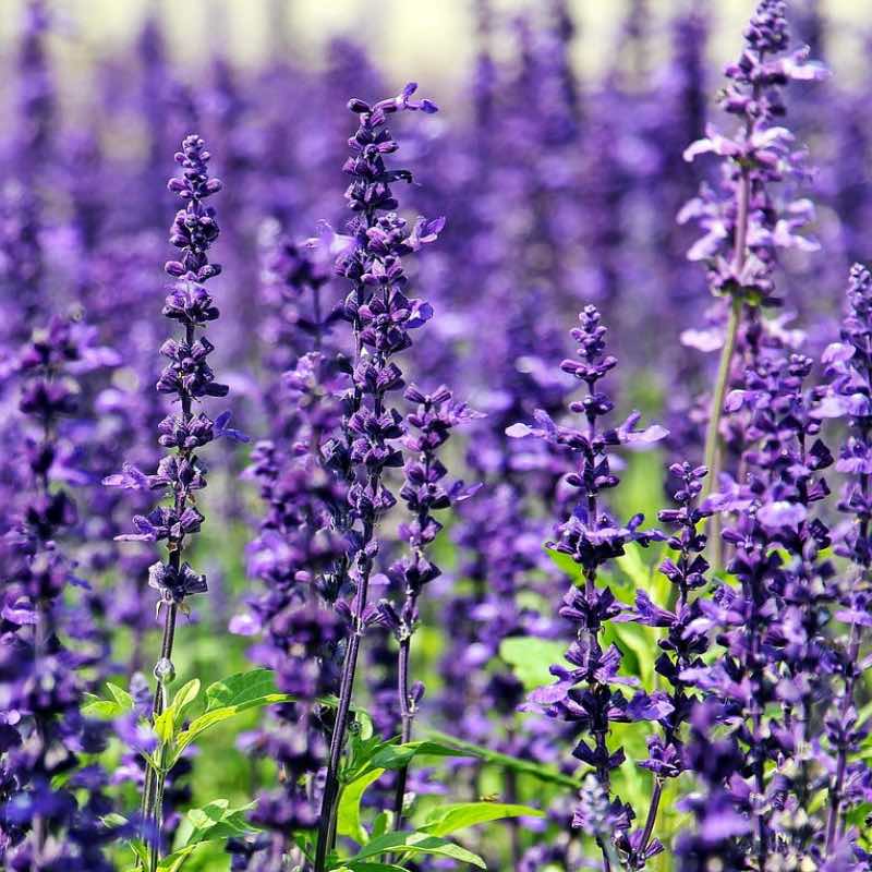 Close-up of purple lavender flowers with a blurred background