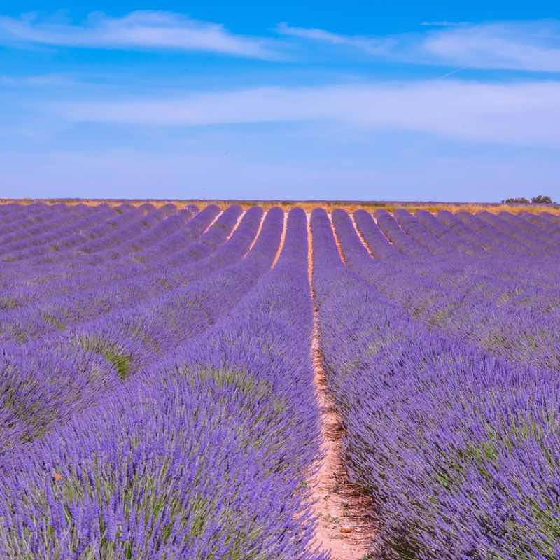 Lavender field under a clear blue sky