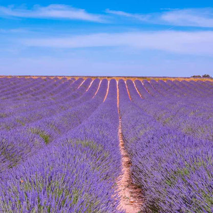 Lavender field under a clear blue sky
