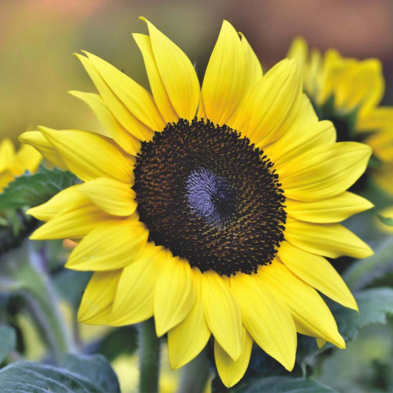 Dwarf Sunflower Seeds