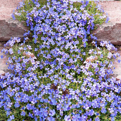 Aubrieta Cascade Blue-light Rock Cress - Ground Cover With Blue Flowers