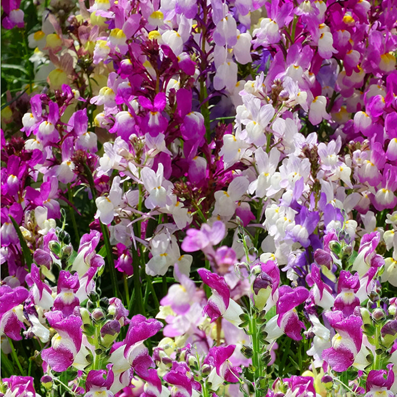 Northern Lights Snapdragon - Gardening Plants And Flowers