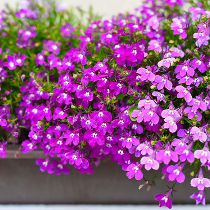 Lobelia Seeds - Lobelia Erinus Rosamond