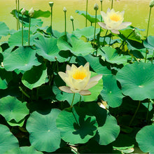 Load image into Gallery viewer, lotus flower seeds - Gardening Plants And Flowers