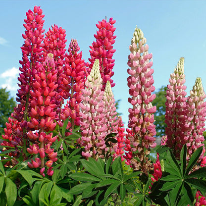 larkspur seeds - Gardening Plants And Flowers