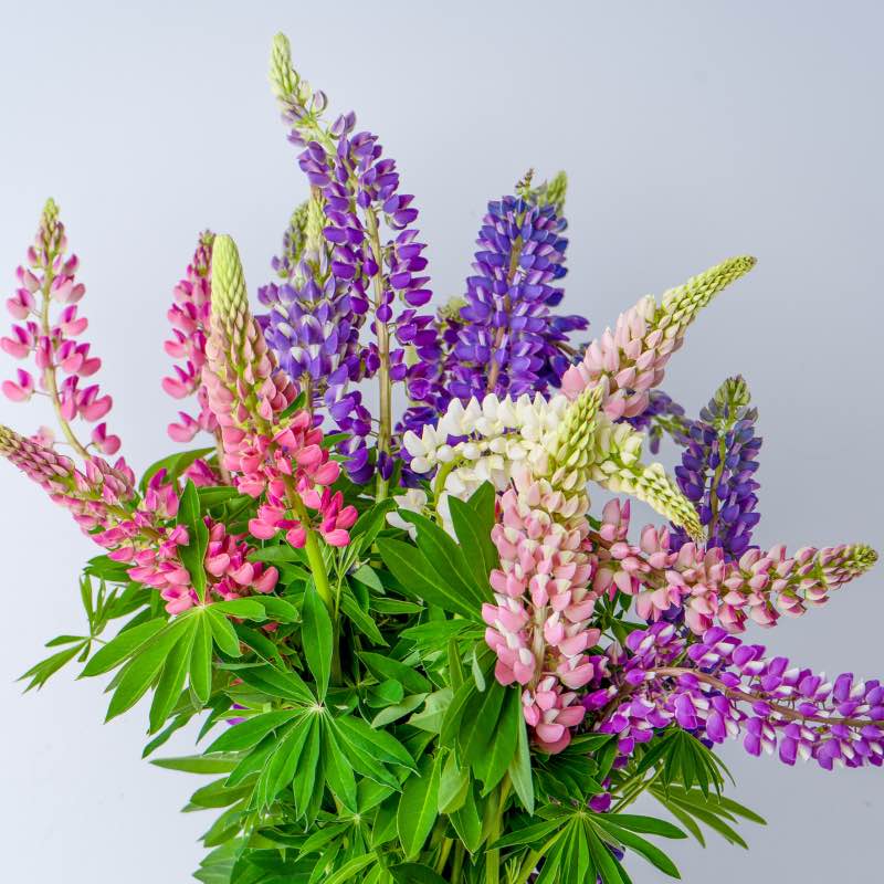 Bouquet of colorful lupine flowers on a light gray background