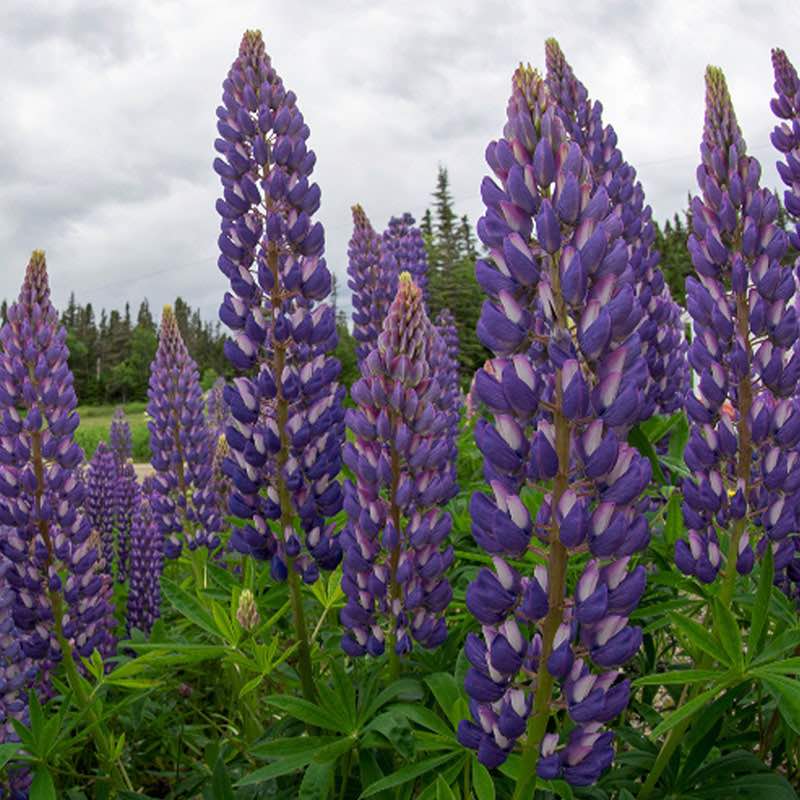 Purple lupine flowers in a field with a cloudy sky.