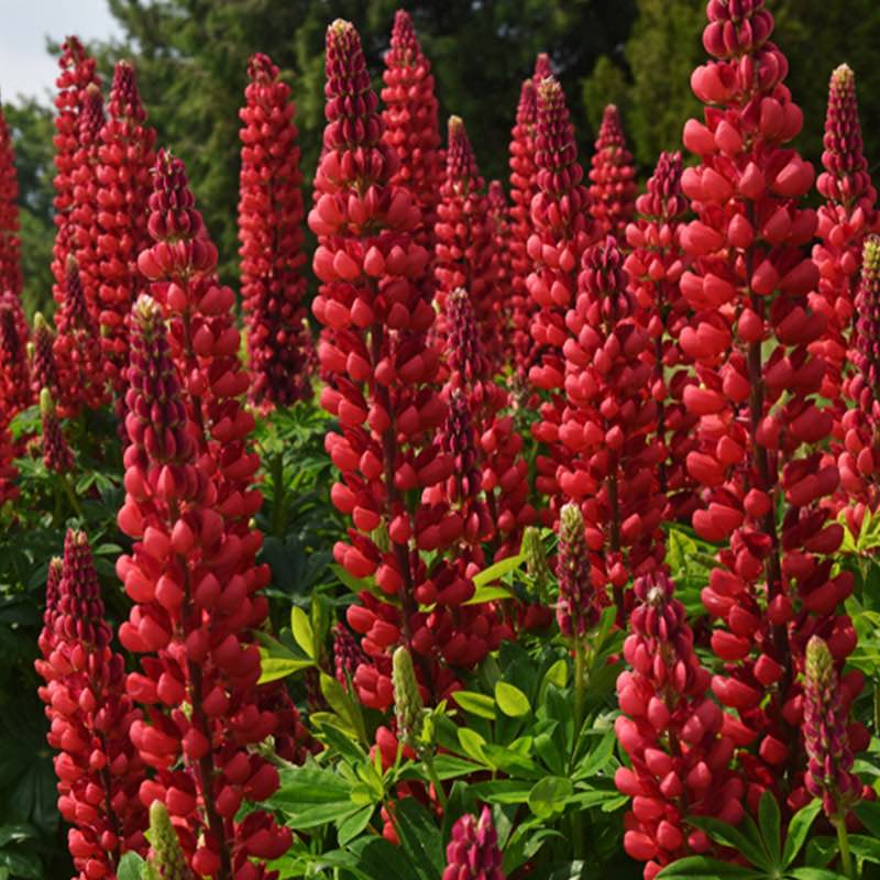 Red lupine flowers in a garden setting with green leaves.