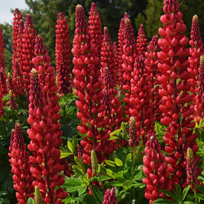 Red lupine flowers in a garden setting with green leaves.