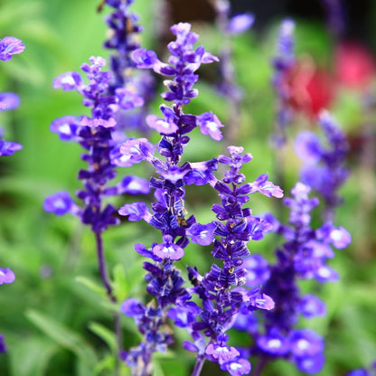 Close-up of Blue Sage flowers with a blurred green background