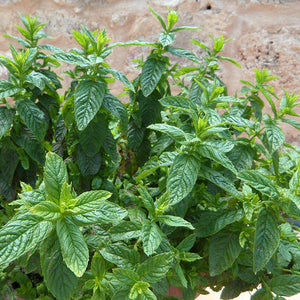 Mentha piperita - Gardening Plants And Flowers