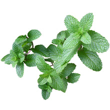 Load image into Gallery viewer, Mentha - Gardening Plants And Flowers