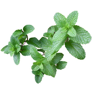 Mentha - Gardening Plants And Flowers