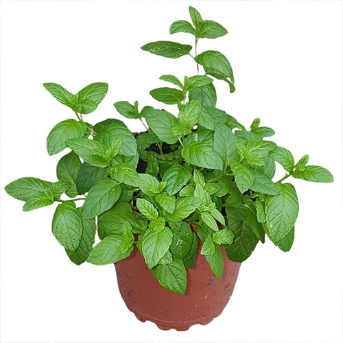 peppermint - Gardening Plants And Flowers