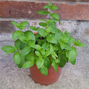 mint seeds - Gardening Plants And Flowers