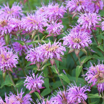 Bee Balm Seeds - Monarda Plant