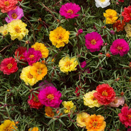 Multicolored moss rose flowers including yellow, pink, and red on a green background