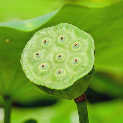 plant lotus seeds Lotus Seeds - Nelumbo Lutea