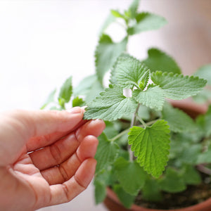 Nepeta Cataria - Gardening Plants And Flowers