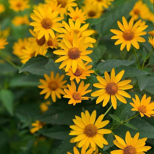 Close-up of yellow OxEyeSunflower flowers with green leaves in the background