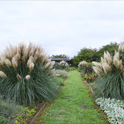 canhot seeds -100pcs blue pampas grass cortaderia selloana flower Pampas Grass Seeds - Cortaderia Selloana