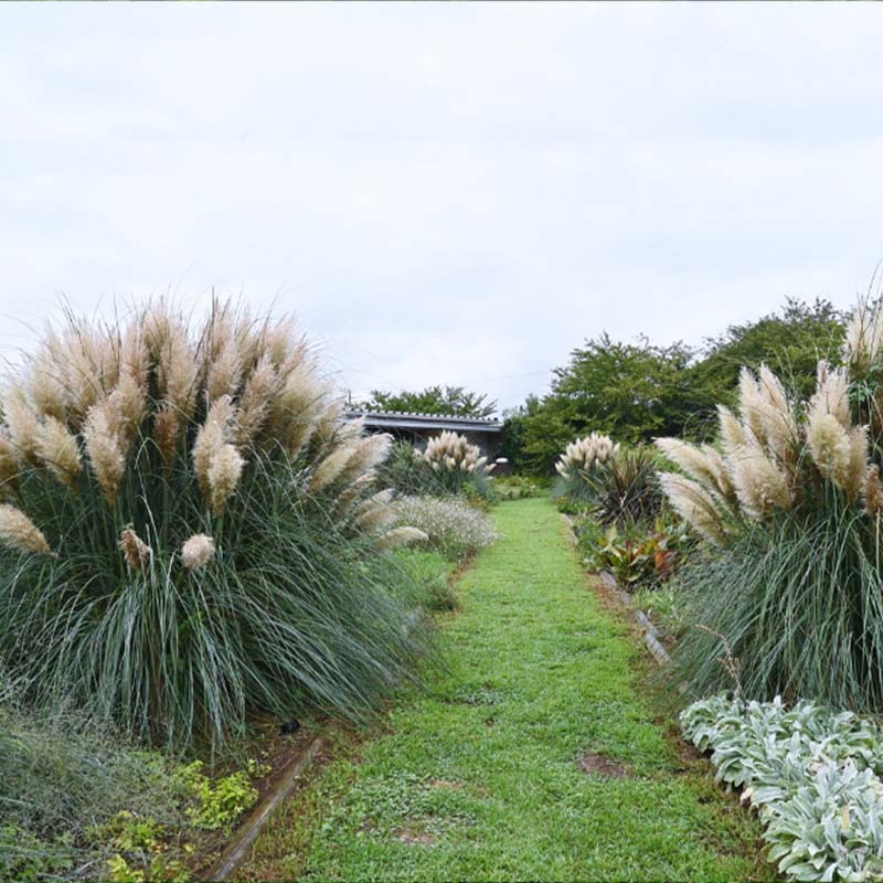 Pathway through a garden with tall white pampas grasses on either side