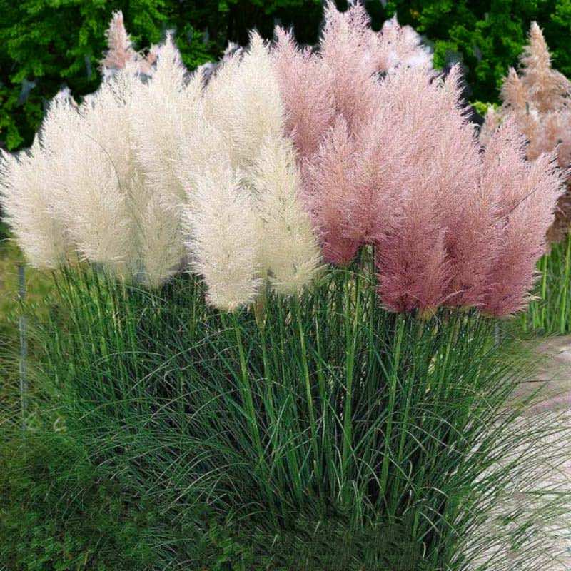 Cortaderia Selloana pink and white feathery tops on a grassy background
