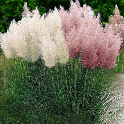 Cortaderia Selloana pink and white feathery tops on a grassy background