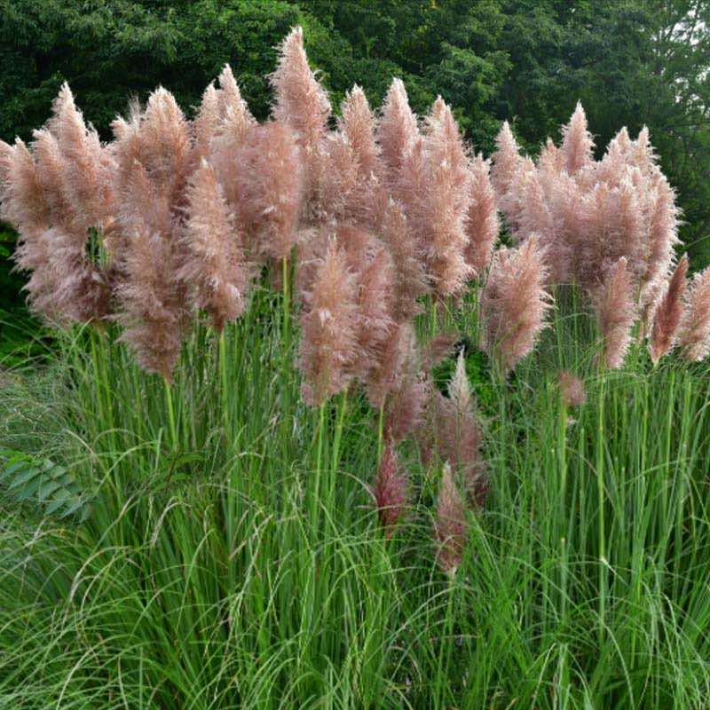 Pink feathered grasses in a garden setting with green foliage.