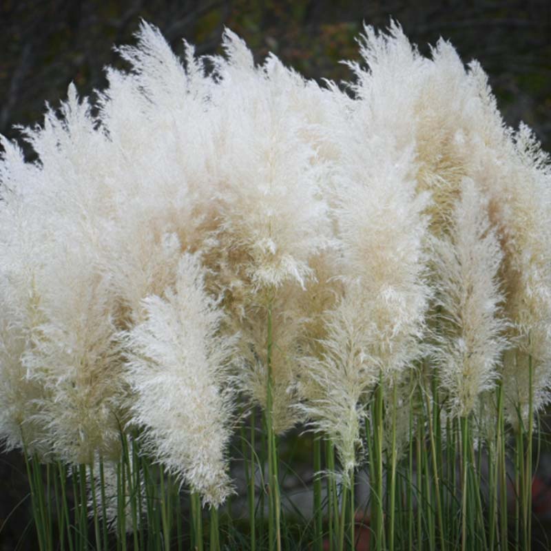 Close-up of pampas grass with a blurred background