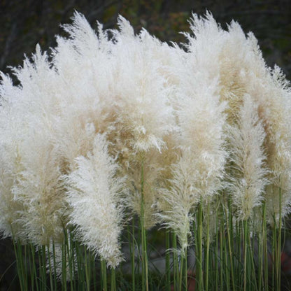 Close-up of pampas grass with a blurred background