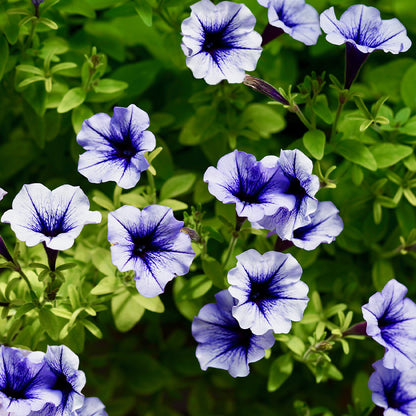 petunia daddy blue - Gardening Plants And Flowers