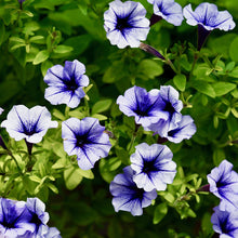 Load image into Gallery viewer, petunia daddy blue - Gardening Plants And Flowers