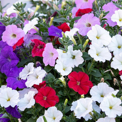 petunia nana compacta - Gardening Plants And Flowers