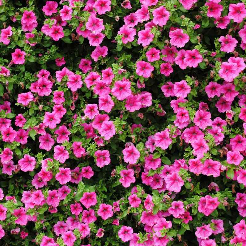 Close-up of a dense cluster of pink petunia flowers with green leaves.