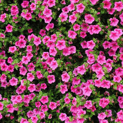 Close-up of a dense cluster of pink petunia flowers with green leaves.