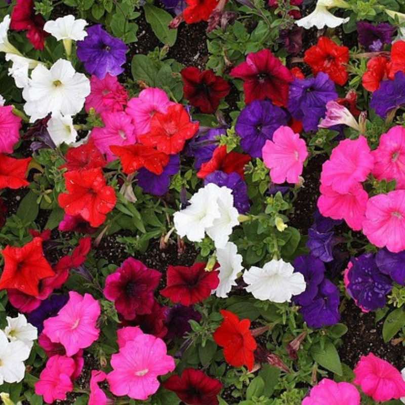 Multicolored petunia flowers including red, pink, white, and purple.
