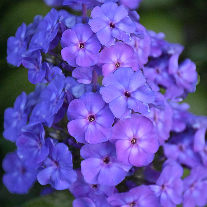 Blue phlox drummondii flowers in full bloom, with green foliage blurred in the background.