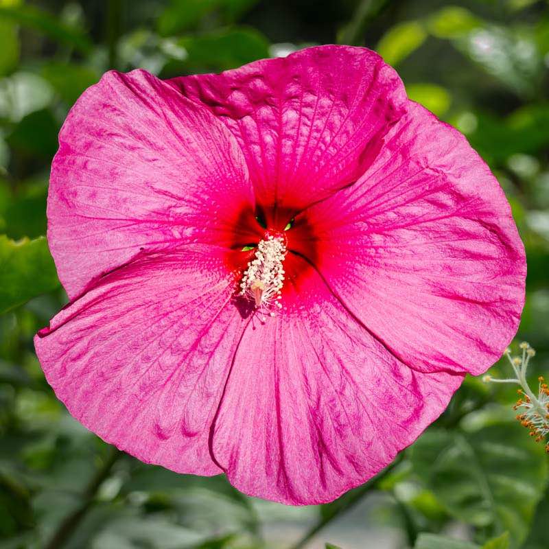pink hibiscus flower seeds Hibiscus Seeds - Hibiscus Luna Series